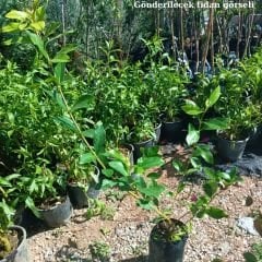 Gardenya Çiçeği Fidanı – Gardenia Jasminoides