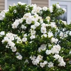 Gardenya Çiçeği Fidanı – Gardenia Jasminoides