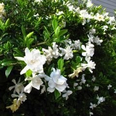 Gardenya Çiçeği Fidanı – Gardenia Jasminoides