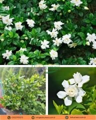 Gardenya Çiçeği Fidanı – Gardenia Jasminoides