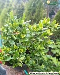 Gardenya Çiçeği Fidanı – Gardenia Jasminoides