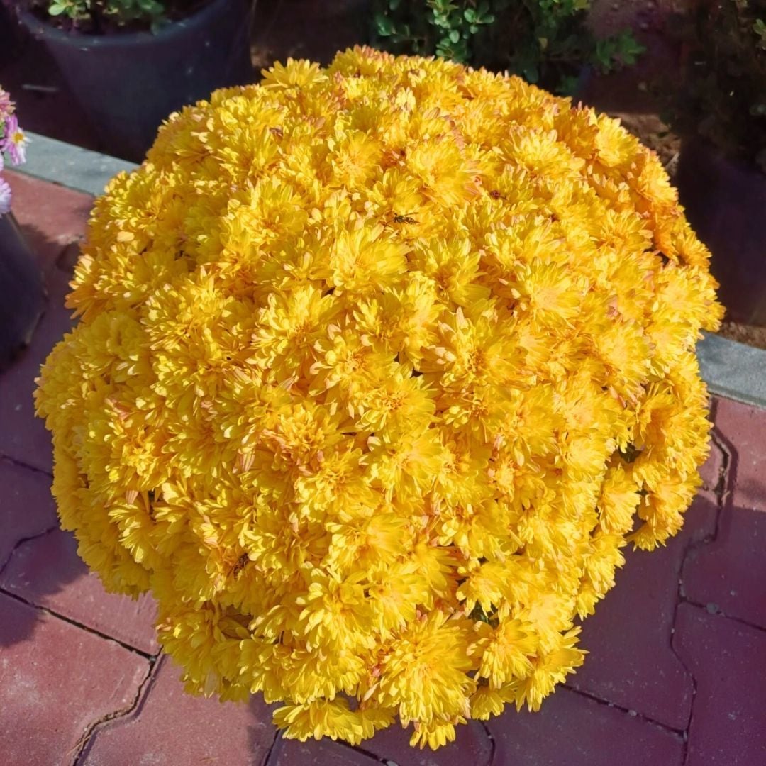 Kasımpatı Çiçeği Saksıda Sarı - Krizantem - Chrysanthemum