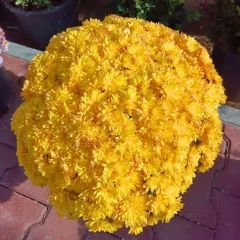Kasımpatı Çiçeği Saksıda Sarı - Krizantem - Chrysanthemum