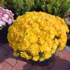 Kasımpatı Çiçeği Mix Saksıda Sarı - Krizantem - Chrysanthemum - 35 lik saksı)
