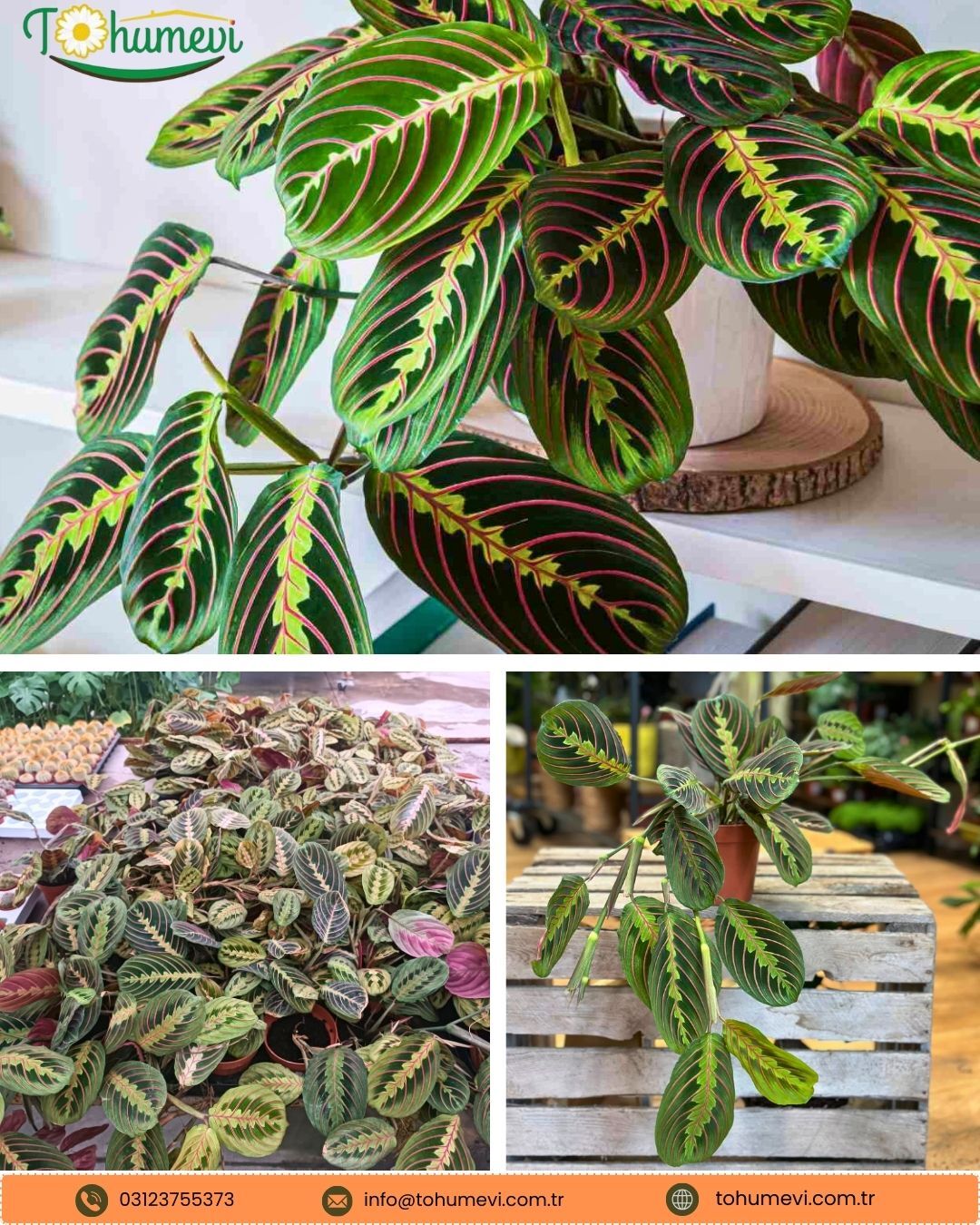 Maranta Leuconeura Fascinator (Dua Çiçeği)