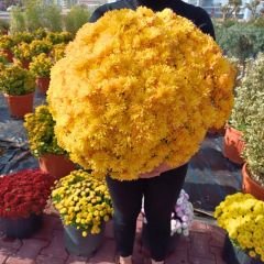 Kasımpatı Çiçeği Saksıda Sarı - Krizantem - Chrysanthemum
