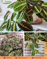 Maranta Leuconeura Fascinator (Dua Çiçeği)