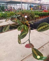 Maranta Leuconeura Fascinator (Dua Çiçeği)