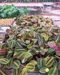 Maranta Leuconeura Fascinator (Dua Çiçeği)