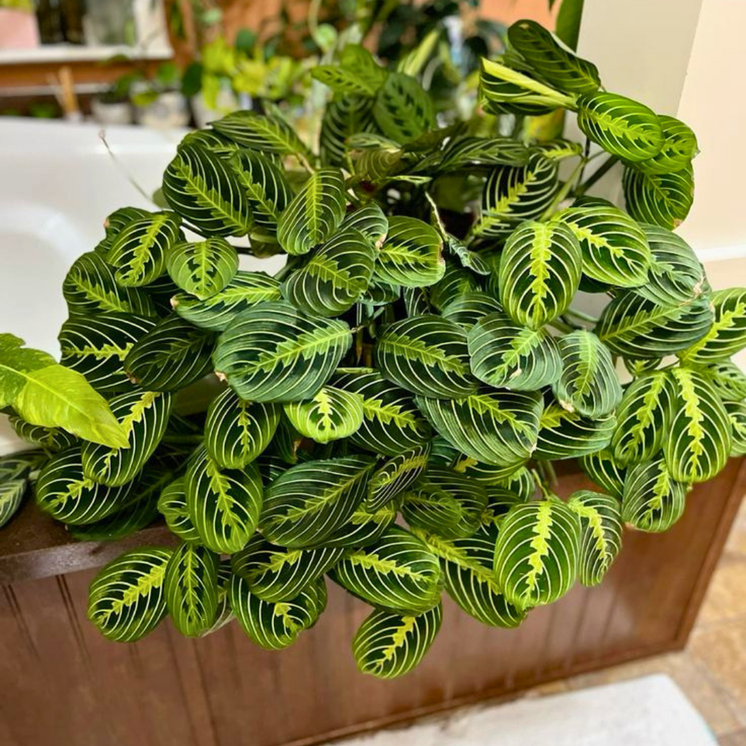 Maranta Leuconeura Fascinator (Dua Çiçeği)