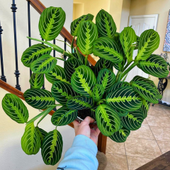 Maranta Leuconeura Fascinator (Dua Çiçeği)
