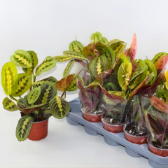 Maranta Leuconeura Fascinator (Dua Çiçeği)
