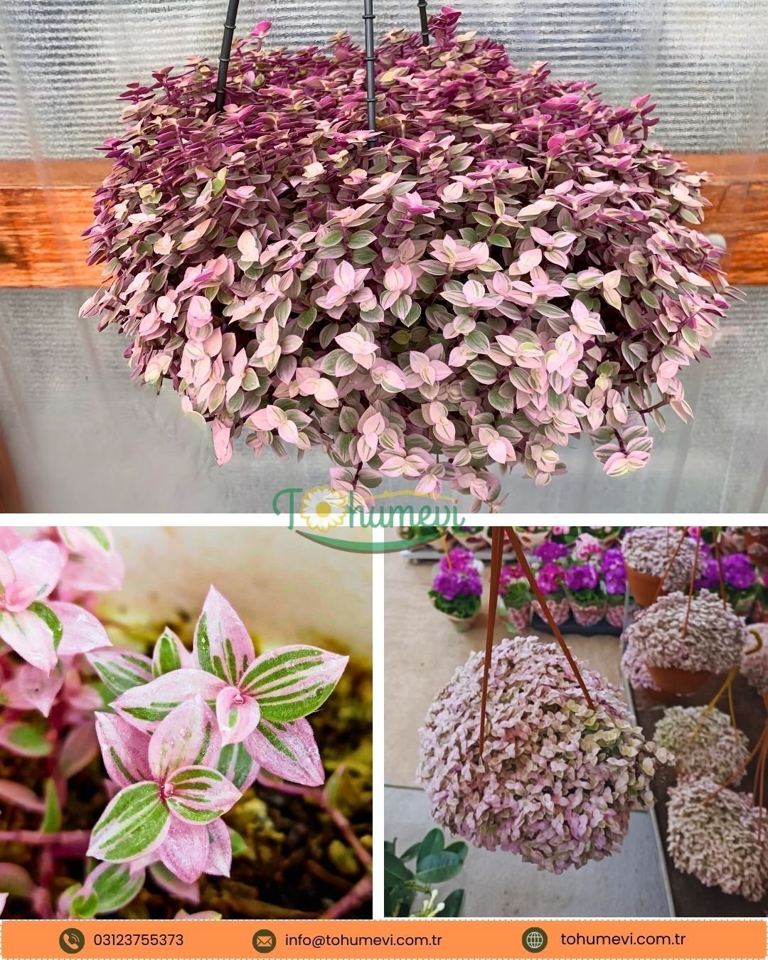 Callisia Repens 'Pink Lady' – Minik Pembe Yapraklı Telgraf Çiçeği (Askılı Saksı)