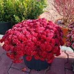 Kasımpatı Çiçeği Saksıda Mat Kırmızı - Krizantem - Chrysanthemum