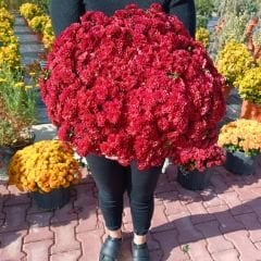 Kasımpatı Çiçeği Saksıda Mat Kırmızı - Krizantem - Chrysanthemum