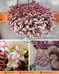 Callisia Repens 'Pink Lady' – Minik Pembe Yapraklı Telgraf Çiçeği (Askılı Saksı)