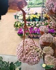 Callisia Repens 'Pink Lady' – Minik Pembe Yapraklı Telgraf Çiçeği (Askılı Saksı)