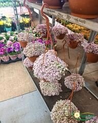 Callisia Repens 'Pink Lady' – Minik Pembe Yapraklı Telgraf Çiçeği (Askılı Saksı)