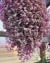 Callisia Repens 'Pink Lady' – Minik Pembe Yapraklı Telgraf Çiçeği (Askılı Saksı)