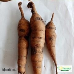 Ağaç Şakayık Rizomu yumru
