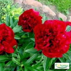 Ağaç Şakayık Rizomu yumru