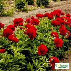 Ağaç Şakayık Rizomu yumru