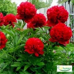 Ağaç Şakayık Rizomu yumru