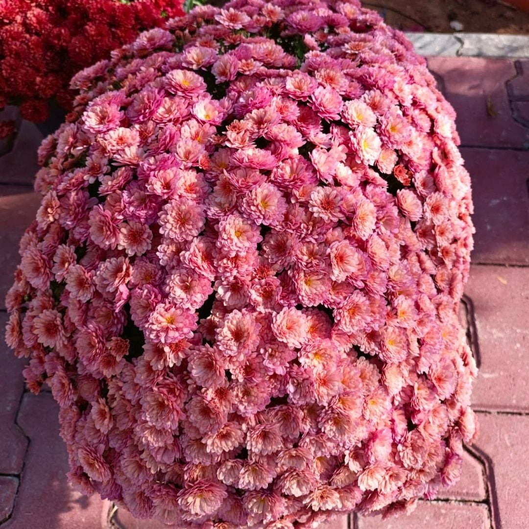 Kasımpatı Çiçeği Saksıda Somon - Krizantem - Chrysanthemum