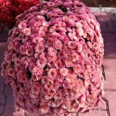 Kasımpatı Çiçeği Saksıda Somon - Krizantem - Chrysanthemum