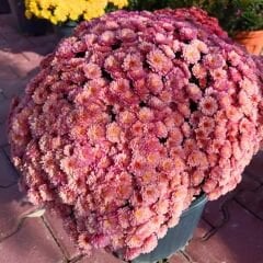 Kasımpatı Çiçeği Saksıda Somon - Krizantem - Chrysanthemum