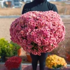 Kasımpatı Çiçeği Saksıda Somon - Krizantem - Chrysanthemum