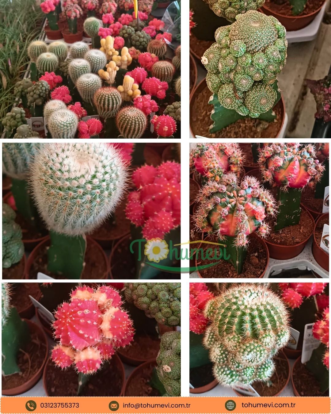 Aşılı Karışık Kaktüs Çeşitleri (Gymnocalycium & Mammillaria)