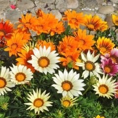 Gazanya Çiçeği Fidesi - Gazania – Koyun Gözü