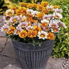 Gazanya Çiçeği Fidesi - Gazania – Koyun Gözü