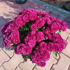 Kasımpatı Çiçeği Mix Saksıda Fuşya - Krizantem - Chrysanthemum - 35 lik saksı