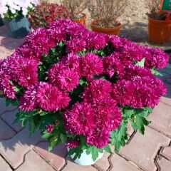 Kasımpatı Çiçeği Mix Saksıda Fuşya - Krizantem - Chrysanthemum - 35 lik saksı