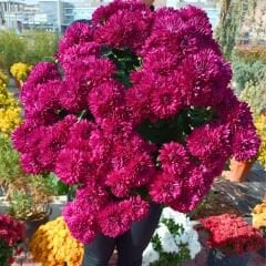 Kasımpatı Çiçeği Saksıda Fuşya - Krizantem - Chrysanthemum