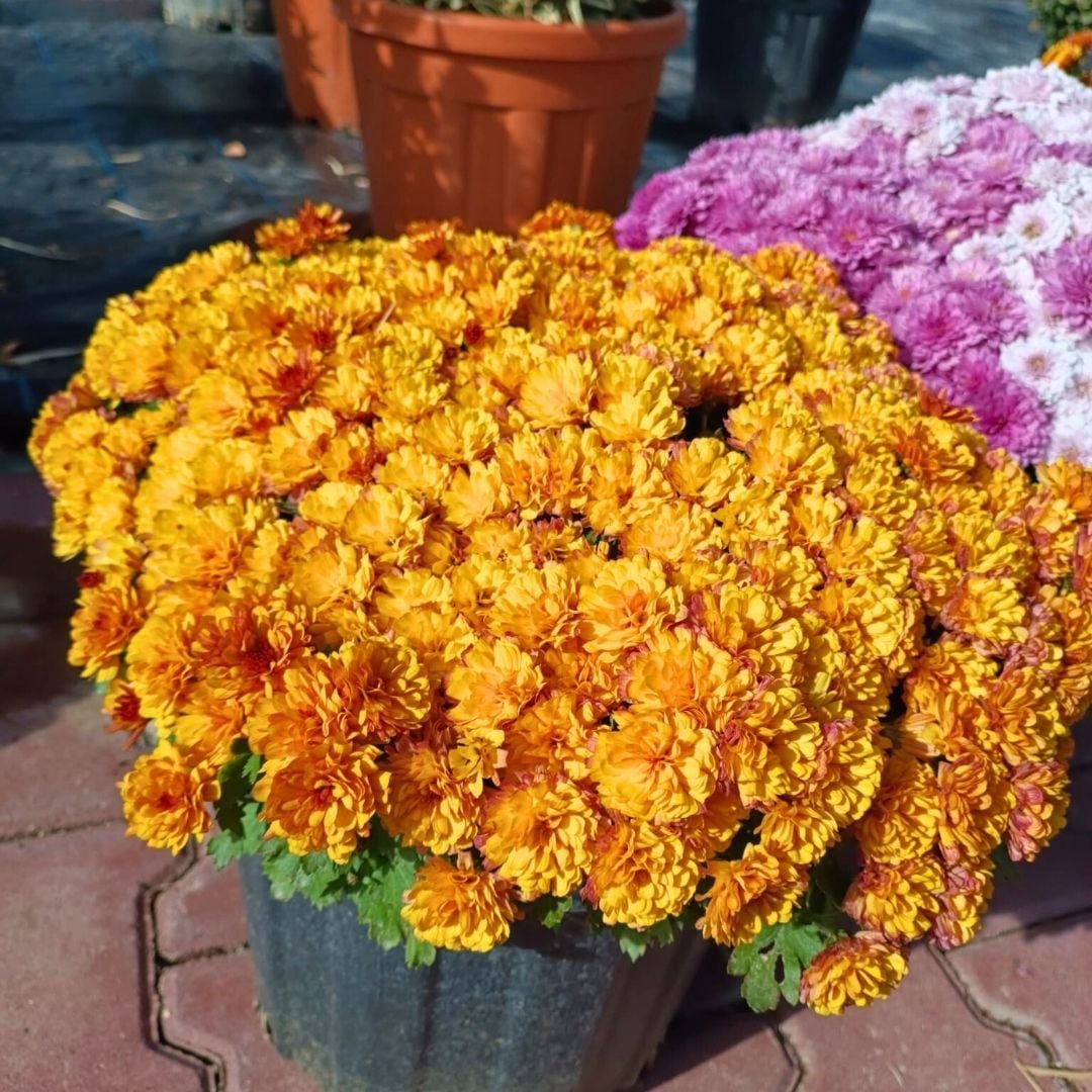 Kasımpatı Çiçeği Saksıda Turuncu - Krizantem - Chrysanthemum