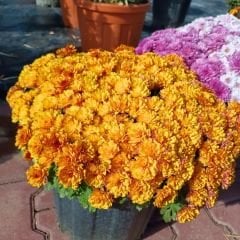 Kasımpatı Çiçeği Mix Saksıda Turuncu - Krizantem - Chrysanthemum - 35 lik saksı