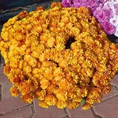 Kasımpatı Çiçeği Mix Saksıda Turuncu - Krizantem - Chrysanthemum - 35 lik saksı