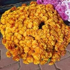 Kasımpatı Çiçeği Saksıda Turuncu - Krizantem - Chrysanthemum