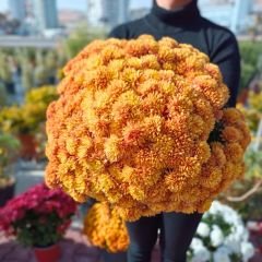 Kasımpatı Çiçeği Mix Saksıda Turuncu - Krizantem - Chrysanthemum - 35 lik saksı