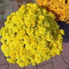 Kasımpatı Çiçeği Mix Saksıda Kanarya Sarı - Krizantem - Chrysanthemum - 35 lik saksı
