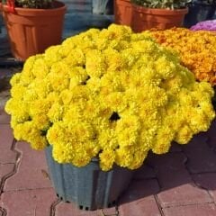 Kasımpatı Çiçeği Saksıda Kanarya Sarı - Krizantem - Chrysanthemum