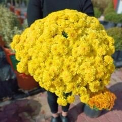 Kasımpatı Çiçeği Saksıda Kanarya Sarı - Krizantem - Chrysanthemum