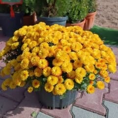 Kasımpatı Çiçeği Mix Saksıda Hardal Sarı - Krizantem - Chrysanthemum - 35 lik saksı