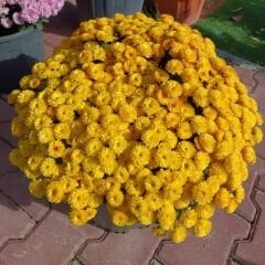 Kasımpatı Çiçeği Mix Saksıda Hardal Sarı - Krizantem - Chrysanthemum - 35 lik saksı
