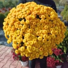 Kasımpatı Çiçeği Mix Saksıda Hardal Sarı - Krizantem - Chrysanthemum - 35 lik saksı