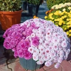 Kasımpatı Çiçeği Mix Saksıda Fuşya Pembe - Krizantem - Chrysanthemum - 20 lik saksı