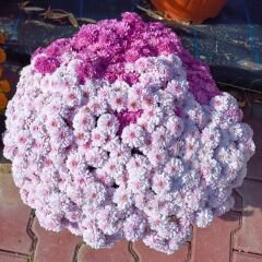 Kasımpatı Çiçeği Mix Saksıda Fuşya Pembe - Krizantem - Chrysanthemum - 20 lik saksı